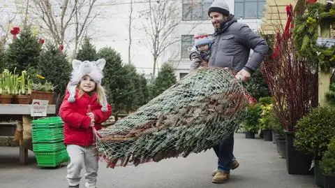 Zanim wniesiesz choinkę do domu warto ją oczyścić