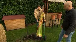 Bananowce i palmy w naszym ogrodzie. Jak zabezpieczyć je przed zimą?