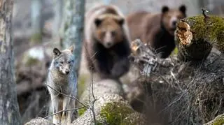 Wilki i niedźwiedzie podchodzą pod domy. Wójt gminy apeluje o zachowanie ostrożności