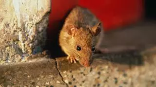 Co jedzą szczury domowe i dzikie? Przysmaki i pokarm dla szczura