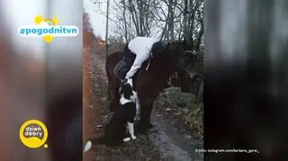 Pogodni TVN