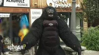 Reporterzy ostrzegają: na Krupówkach goryl zbiera pieniądze dla tajemniczej fundacji