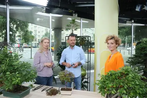 Własne bonsai krok po kroku