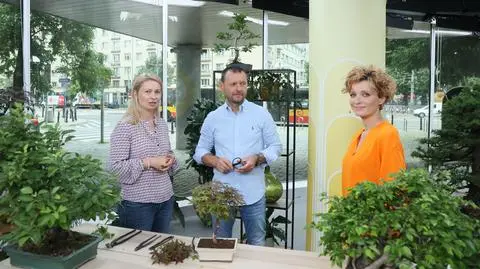 Własne bonsai krok po kroku