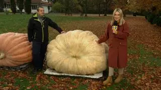 Ile waży najcięższa dynia w Polsce? "Rekordowe okazy potrafią przybierać do 30 kg na dobę"