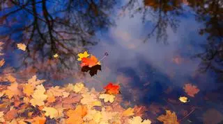 jesienna aura, liście w wodzie