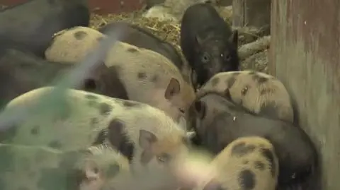 Uwaga! TVN. Świnie są częścią ich rodzin