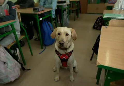 Pies Wally został nauczycielem. "Dzieci chcą tutaj przychodzić"