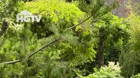 HGTV_NMWO_Rosliny_do_oczka_wodnego