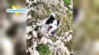 Pogodni TVN 