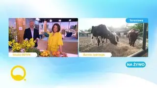 Miodowa kuchnia Sebastiana Olmy 