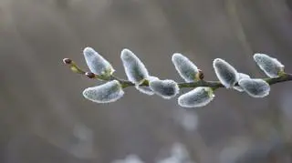 Pogoda na piątek, 16 lutego. Lokalnie temperatura wzrośnie nawet o 16 stopni Celsjusza