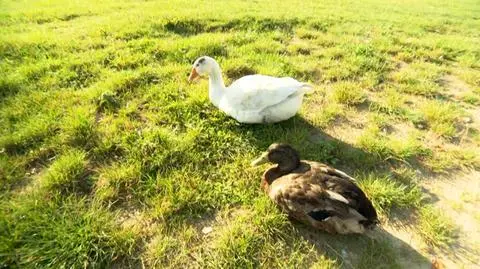 Pies, kaczka, gęś i on 