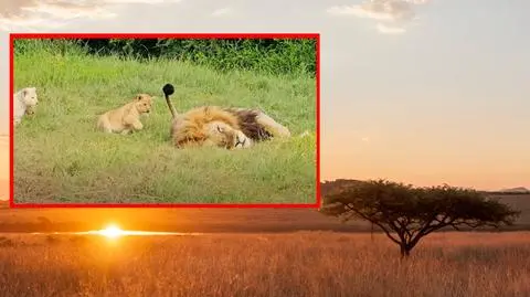 Młode lwy nie dawały za wygraną. Nagle ojciec dał im nauczkę