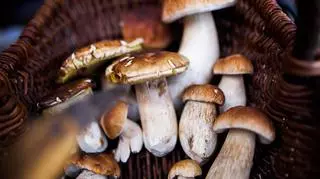 Letni wysyp grzybów - gdzie i jak ich szukać? Zobacz mapę grzybów