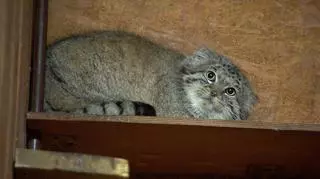Magellan z Poznania najpopularniejszym manulem na świecie. Co wiemy o tych dzikich kotach? 