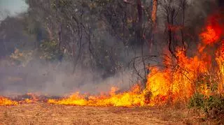 Pożary lasów w Australii
