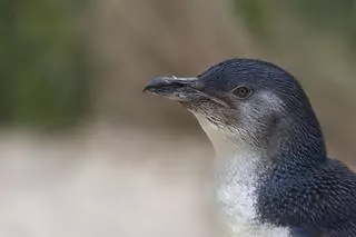 Pingwin mały