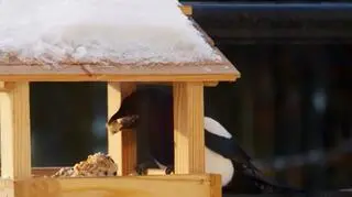 To najbardziej zasroczone miasto w Polsce