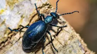 Oleica krówka w polskich lasach. Jad tego chrząszcza jest śmiertelnie niebezpieczny