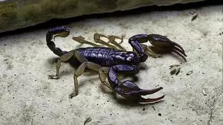 Pięciolatkę ugryzł skorpion. Dziecko nie żyje 