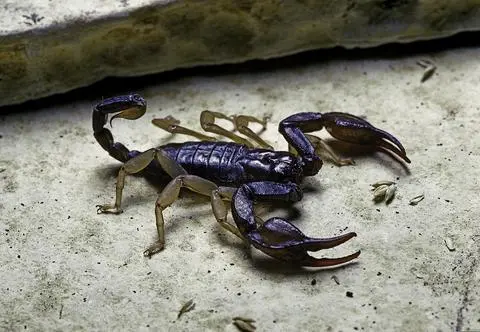 Pięciolatkę ugryzł skorpion. Dziecko nie żyje 