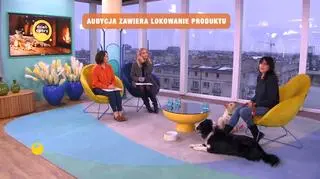 Jak wyszkolić psa do roli w filmie?