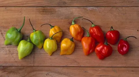 Habanero - do czego podawać?