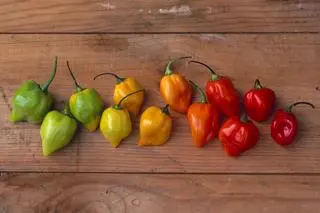 Habanero - do czego podawać?