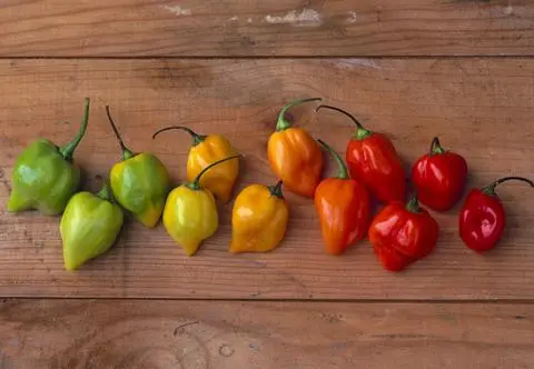 Habanero, w tym również habanero white, zyskuje coraz większą popularność w kuchni