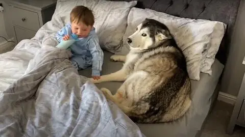 Husky był przekonany, że jest matką 2-latka
