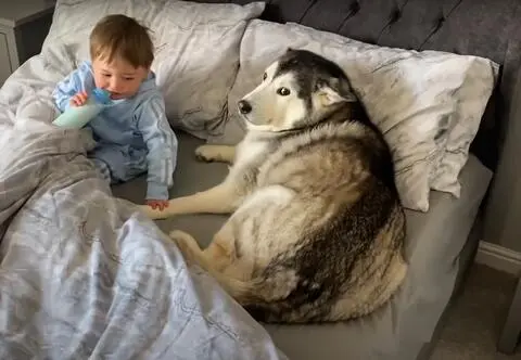 Suczka rasy husky traktuje 2-latka jak własne dziecko. Rozczulające sceny