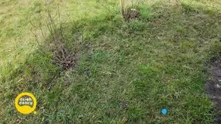 W świecie kur wielkanocnych (napisy)
