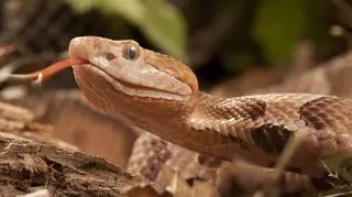 Dziewczynka przyjaźni się z wężami. "Wąż widzi dziecko jako możliwość posiłku"