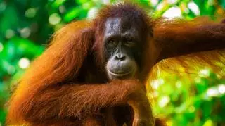 Specjalna herbata pomogła ciężarnej samicy orangutana. Co było w jej składzie?  