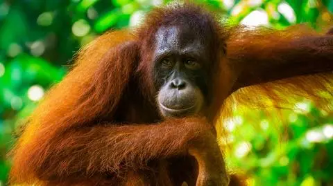 Herbata pomogła ciężarnej samicy orangutana