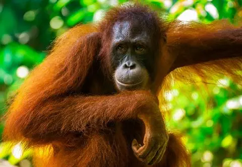 Specjalna herbata pomogła ciężarnej samicy orangutana. Co było w jej składzie?  