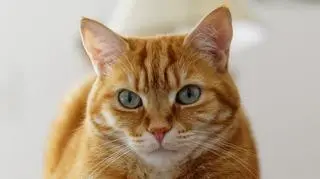 Nieznana choroba atakuje koty. Weterynarze apelują do właścicieli czworonogów 