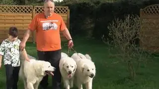 Pieski w szpitalu przynoszą otuchę chorym dzieciom. "Bardzo się wzruszam"