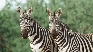 Ile zebra ma pasków? Jest czarna w białe pasy, a może biała w czarne? Baw się razem z nami w Dniu Zebry