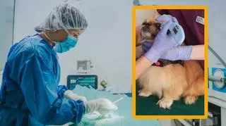 Pies w klinice weterynarii 