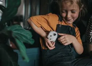 Chomik panda