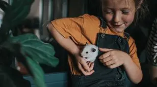 Chomik dżungarski panda i syryjski panda – hodowla, oswajanie, żywienie