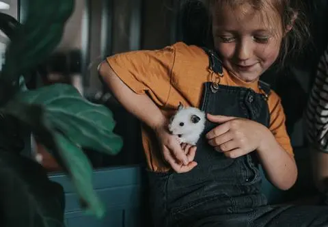 Chomik dżungarski panda i syryjski panda – hodowla, oswajanie, żywienie