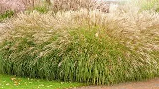 Trawy ozdobne miskanty – najlepsze gatunki do ogrodu. Jak je uprawiać i pielęgnować?