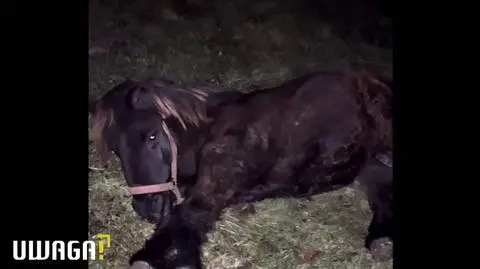 Uwaga! TVN: Odebrali zwierzę z posesji nadkomisarz policji