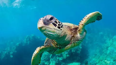 Światowy Dzień Żółwia. Poznaj sekretne życie żółwi
