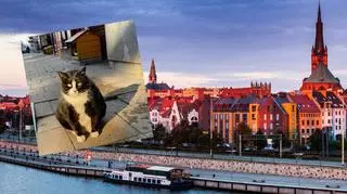 Kot Gacek przyciąga turystów do Szczecina. Zwierzak zyskał międzynarodową popularność
