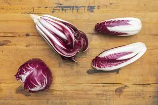 Cykoria 