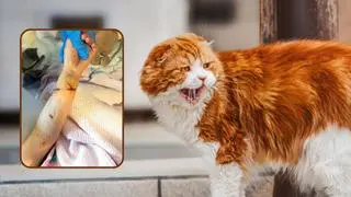 Kot ugryzł trzylatkę